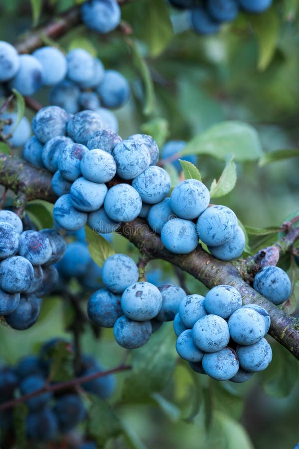 download sloe bush no thorns download sloe bush no thorns