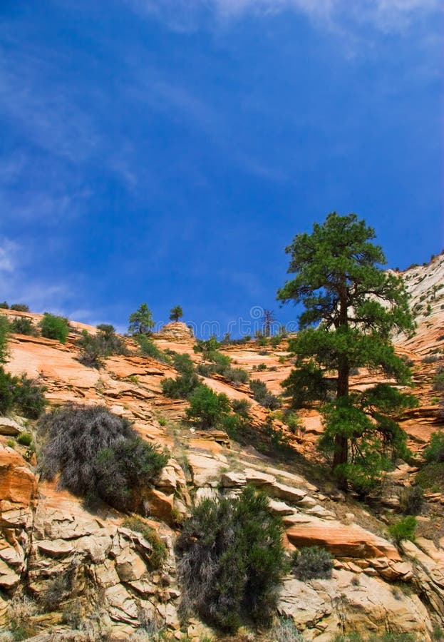 Slopes of Zion Canyon