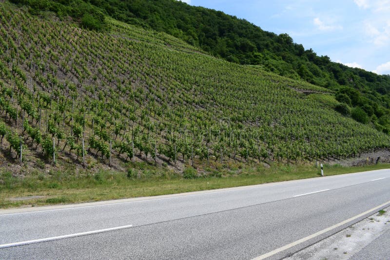 Spring green vineyards at the roadside royalty free stock images