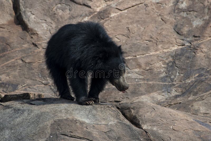 298 Sloth Bear India Stock Photos - Free & Royalty-Free Stock Photos from Dreamstime 298 Sloth Bear India Stock Photos - Free & Royalty-Free Stock Photos from Dreamstime