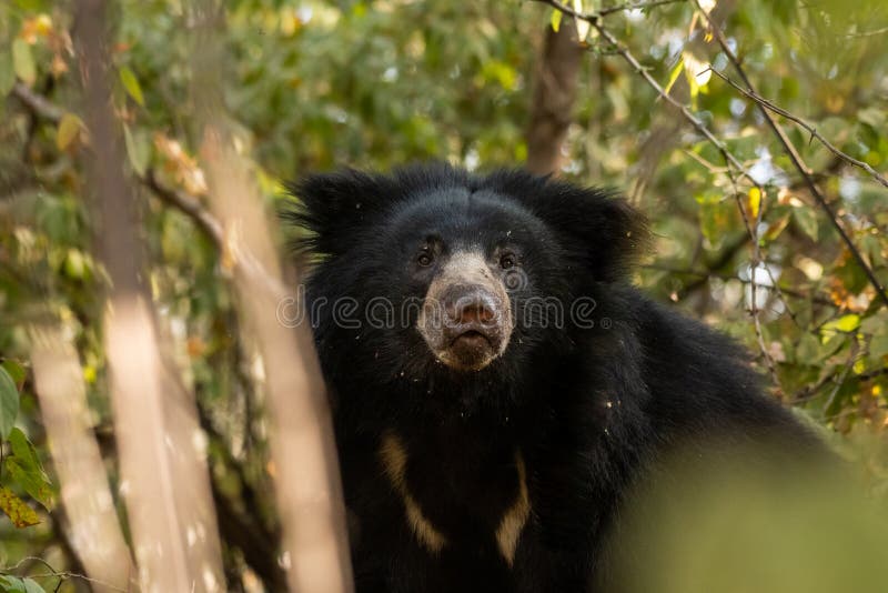 Sloth bear or Melursus ursinus portrait in natural green background an aggressive animal from wild during outdoor wildlife safari