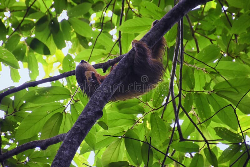 Sloth in the Branches of a Tree in the Parque Nacional Manuel Antonio