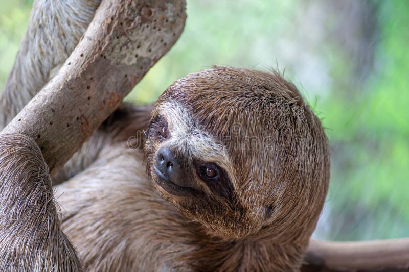 Sloth slow moving animal stock photo. Image of moving - 183233414