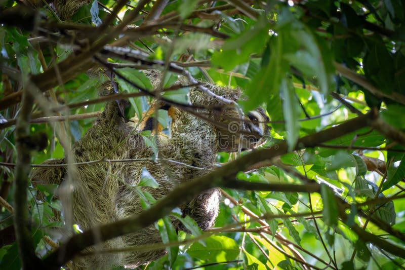 Sloth in Tropical Tree Canopy fotografering för bildbyråer