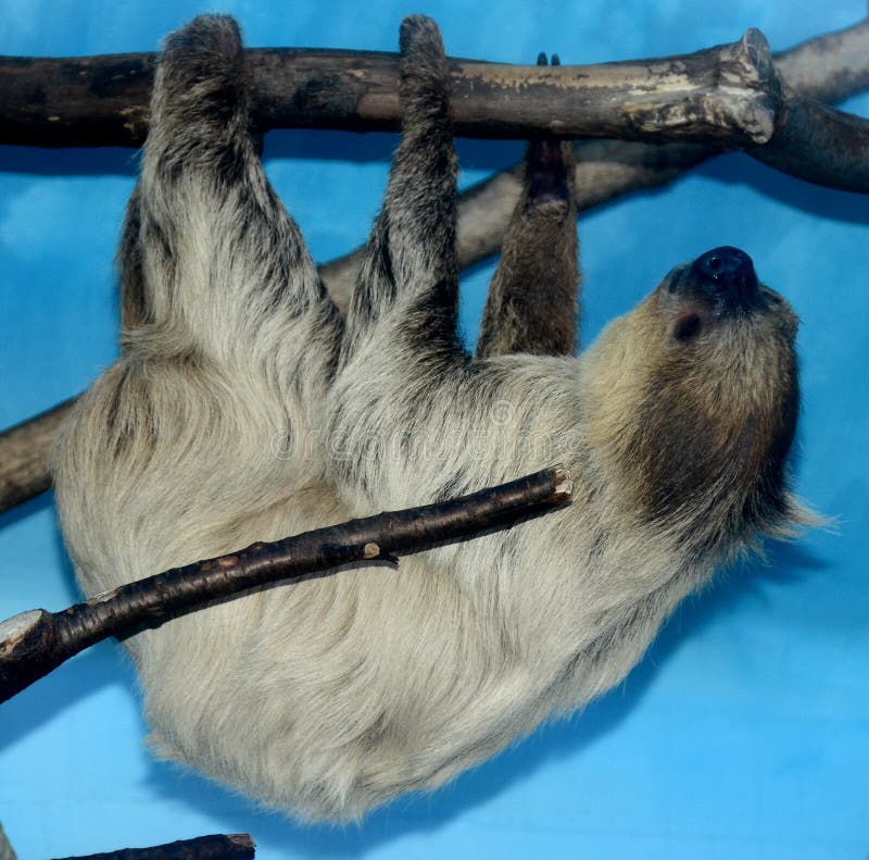 Sloths are arboreal mammals noted for slowness of movement and for spending most of their lives hanging upside down in the trees of the tropical rainforests of South America and Central America