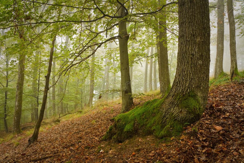 Slovak oak and beech forest in fog.