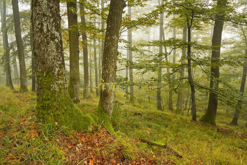 Slovak oak and beech forest in fog.