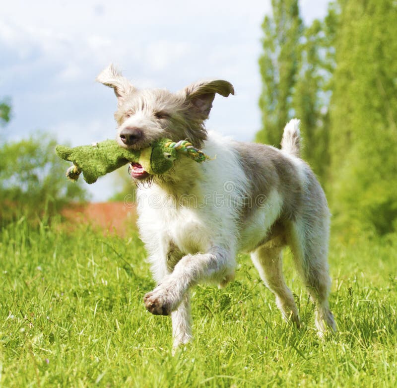 Slovak rough hound running