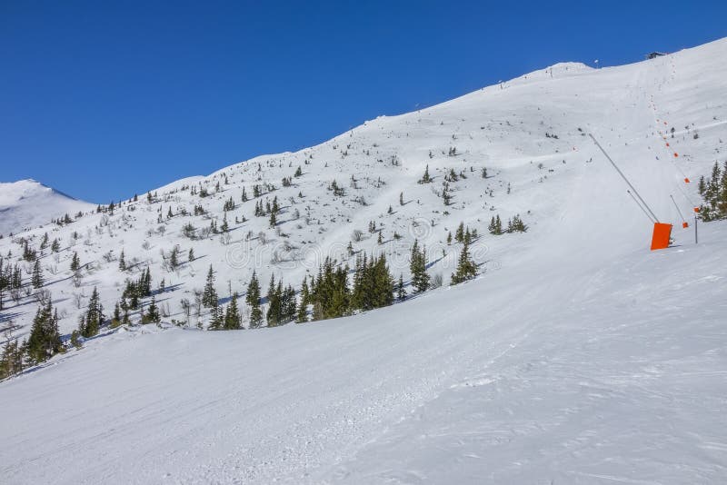 Sunny Weather Over an Empty Ski Slope and Rare Spruces