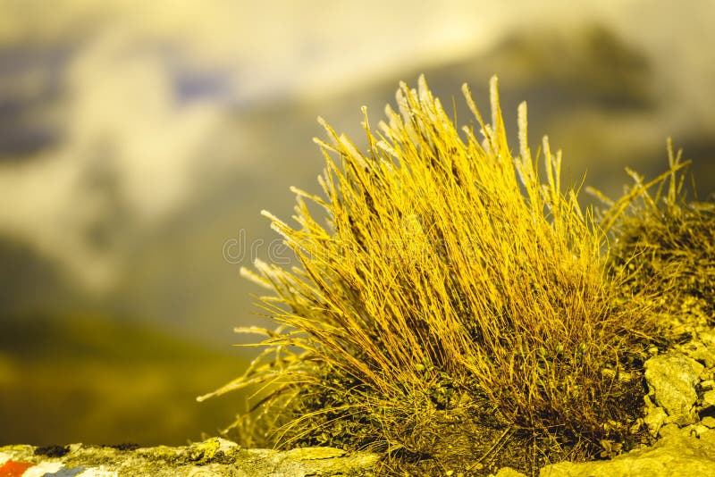 Slovakian carpathian mountains in autumn. frosty grass on summit