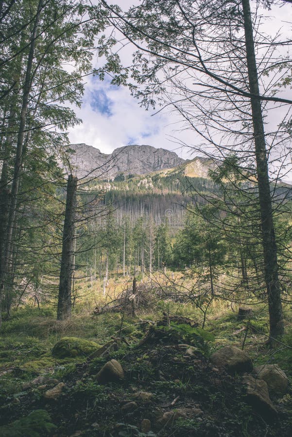 Slovenské Karpaty na jeseň so zelenými lesmi - vi