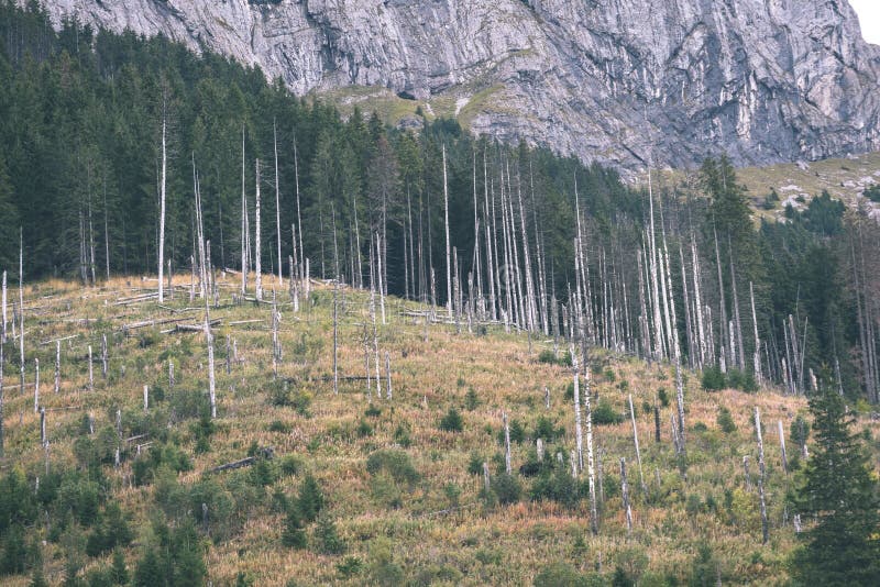 Slovenské Karpaty na podzim se zelenými lesy - vi