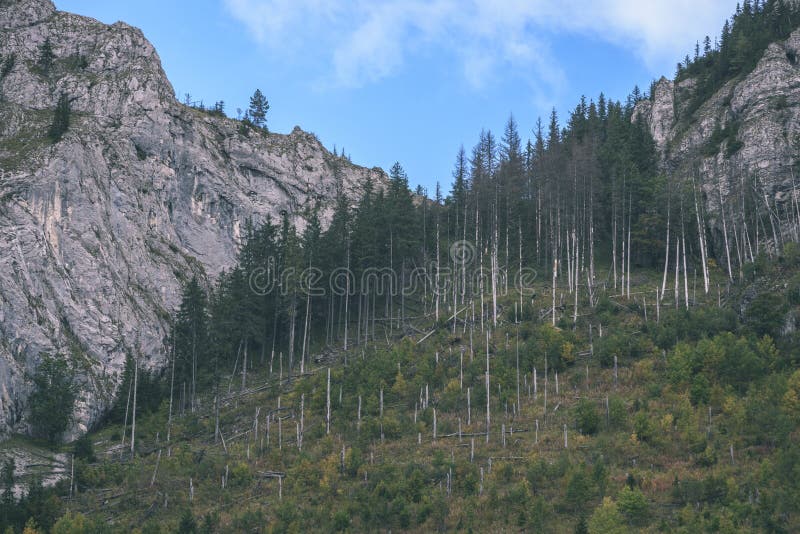 Slovakian carpathian mountains in autumn with green forests - vi