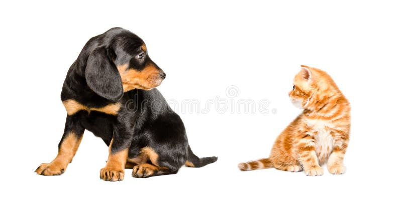 Slovakian hound puppy and kitten scottish straight sitting together