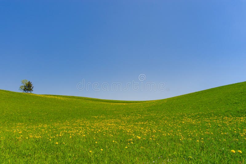 Slovenian countryside in spring with blue sky and field of blooming dandelions. Sunny morning in Slovenia