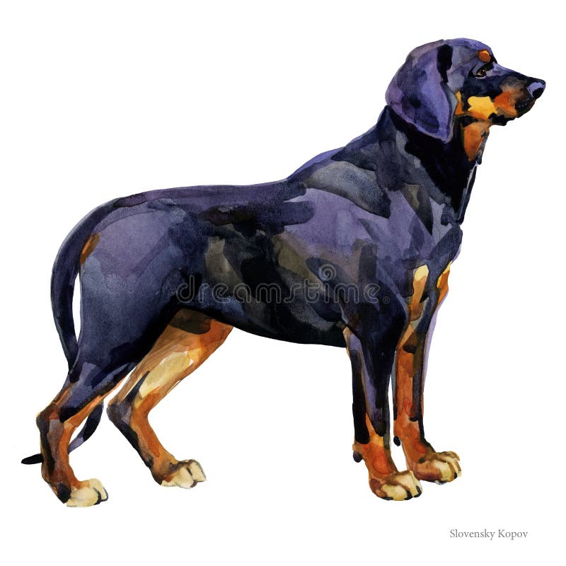 Download Hunting Dog Stock Illustrations 10 255 Hunting Dog Stock Illustrations Vectors Clipart Dreamstime