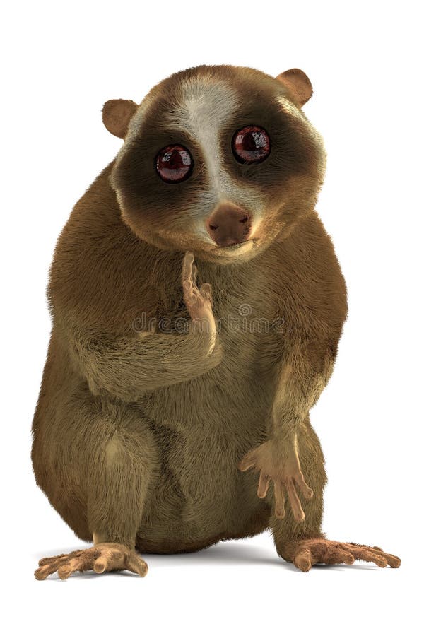 Slow loris stock illustration