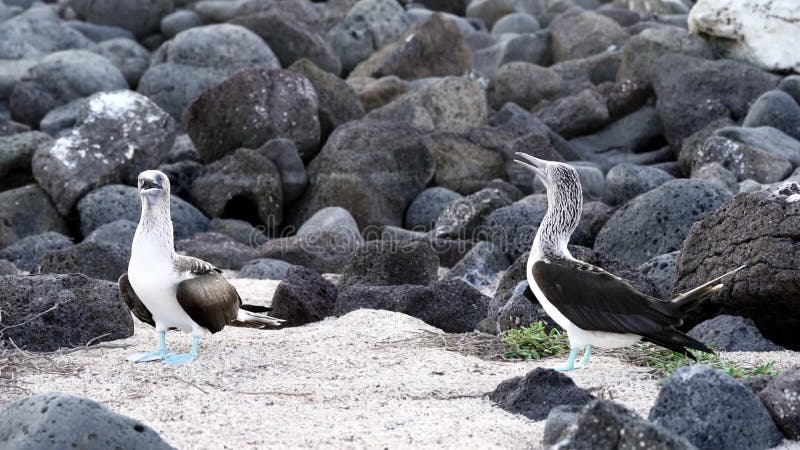 Blue Footed Booby , Sula Nebouxii, is a Marine Bird. Stock Video - Video of  evolution, white: 288659089