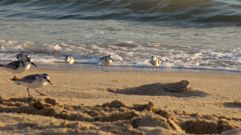 Slow motion fast Sanderling wading bird looking for food shorebird at beach