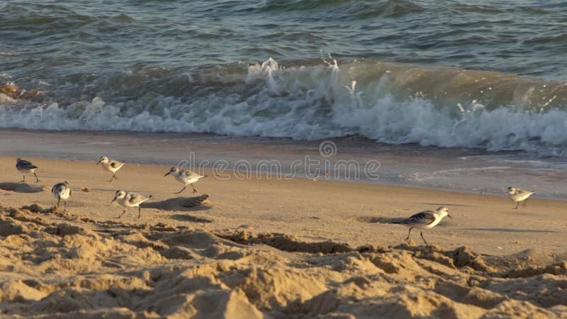 Slow motion fast Sanderling wading bird looking for food shorebird at beach