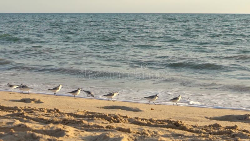 Slow motion fast Sanderling wading bird looking for food shorebird at beach