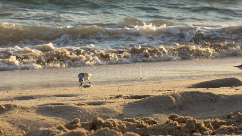 Slow motion fast Sanderling wading bird looking for food shorebird at beach