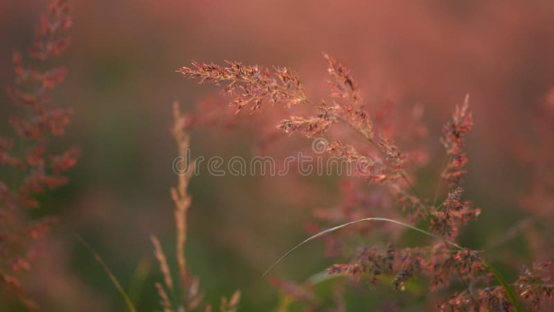 Slow motion. Landscape red reed grass in foreground swaying in wind at sunset. stock video