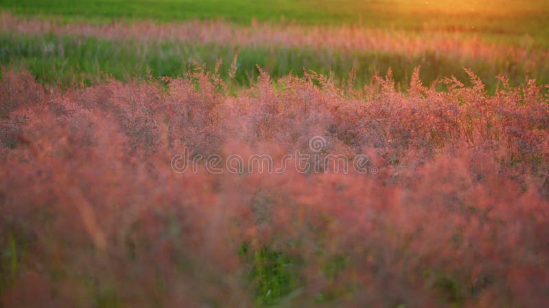 Slow motion. Landscape red reed grass in foreground swaying in wind at sunset. stock video footage