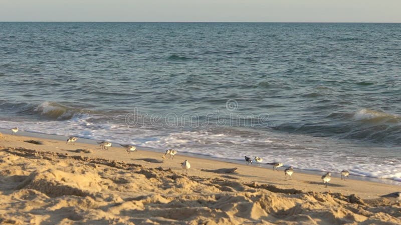 Slow-motion Sanderling foraging on beach along ocean on spanish coast. Spain