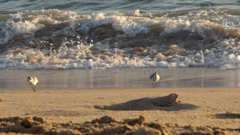 Slow-motion Sanderling foraging on beach along ocean on spanish coast. Spain