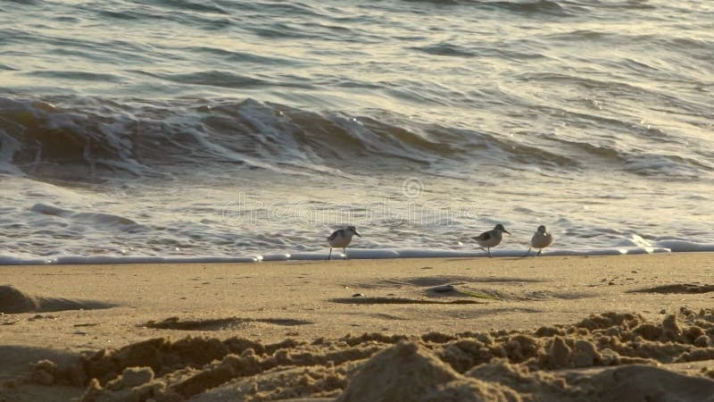 Slow-motion Sanderling foraging on beach along ocean on spanish coast. Spain