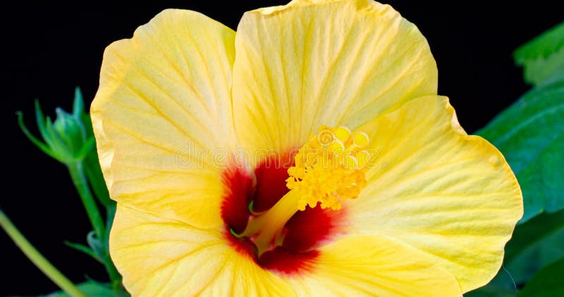 Slow motion, yellow hibiscus flower blossoms on black background, Chinese rose, alpha channel