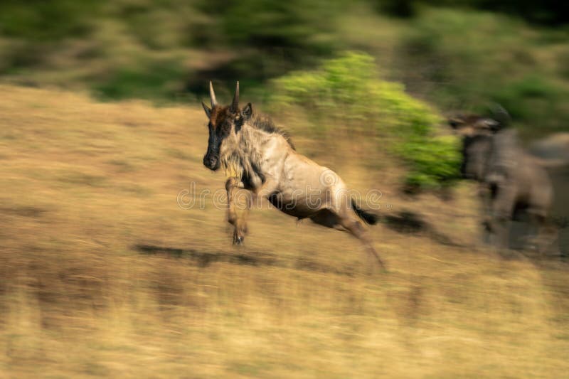 Slow pan of jumping blue wildebeest calf royalty free stock image