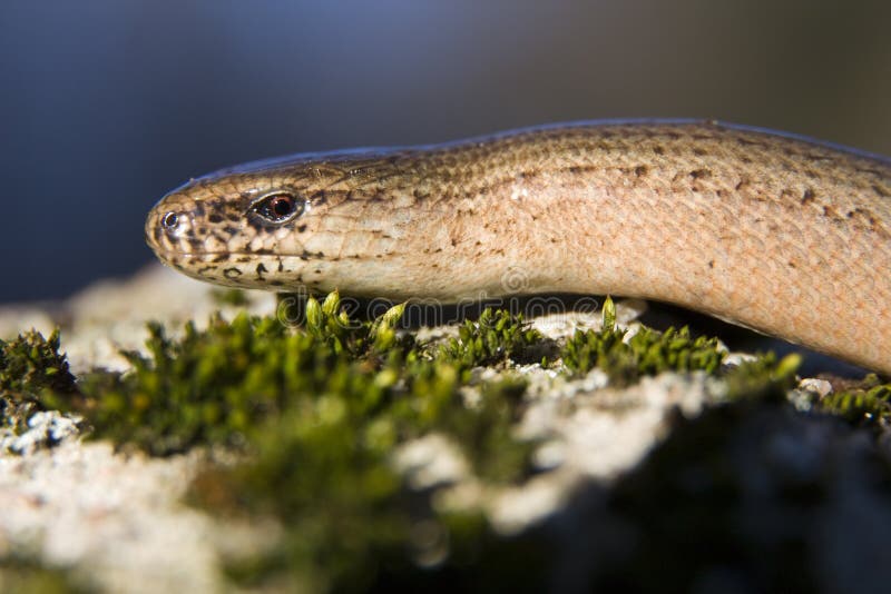 Slow-worm