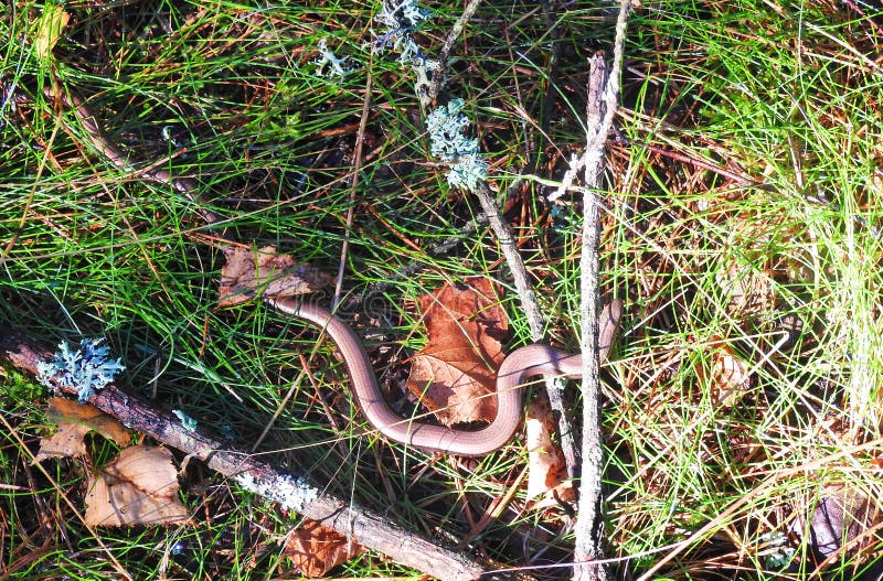 Slow worm in forest stock photo. Image of snake, slow - 98000388