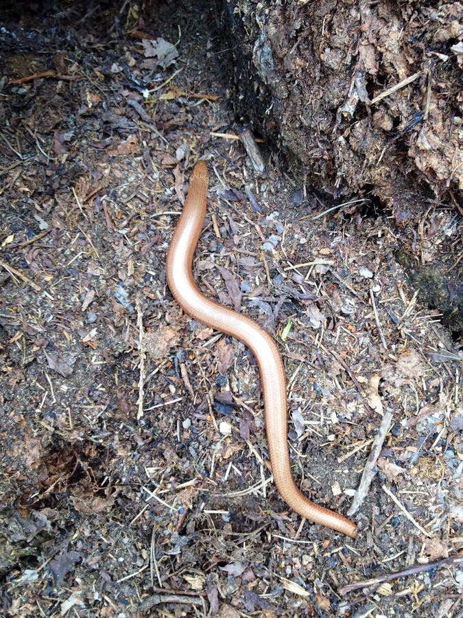 Slow worm stock image. Image of organism, garden, worm 43867293