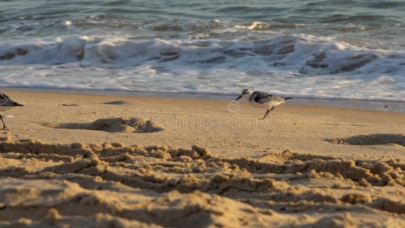 Slowmotion of Sanderling bird walks along the sandy shore in spanish beach.