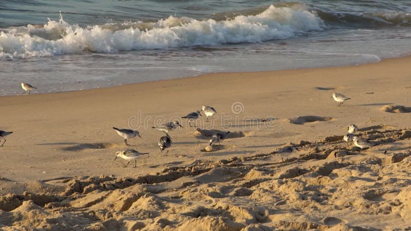 Slowmotion of Sanderling bird walks along the sandy shore in spanish beach.