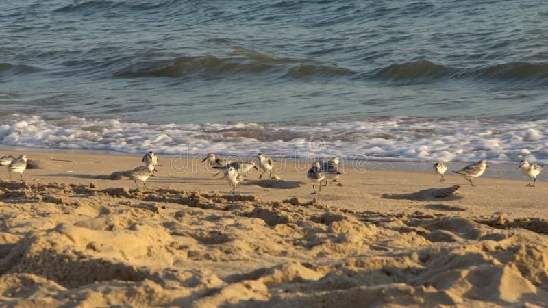 Slowmotion of Sanderling bird walks along the sandy shore in spanish beach.