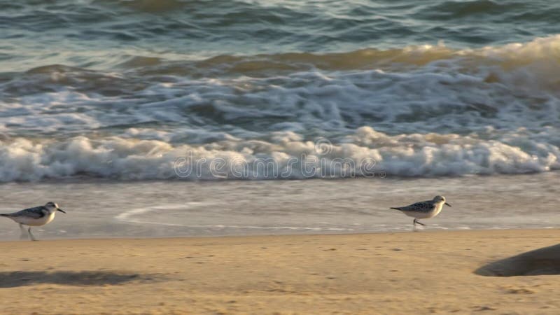 Slowmotion of Sanderling bird walks along the sandy shore in spanish beach.
