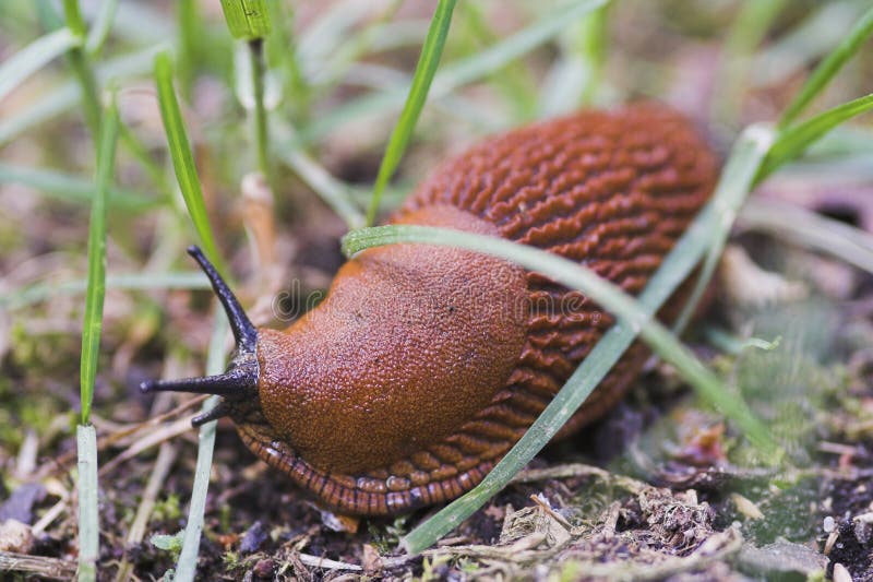 Slug Eating Lettuce Greens stock image. Image of lettuce 14482847