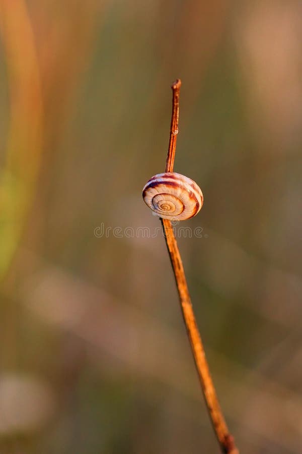 Small slug on grass illuminated by sunset - closeup stock photo
