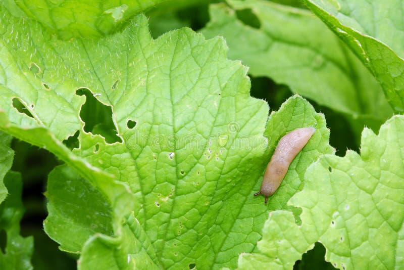 Slug crawling on home grown red radish leaves royalty free stock photos