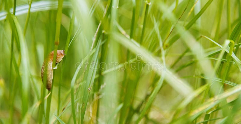 A slug crawls on a blade of grass in the park. royalty free stock photography