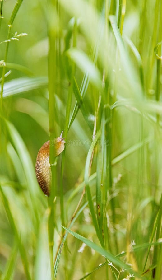 A slug crawls on a blade of grass in the park. royalty free stock image