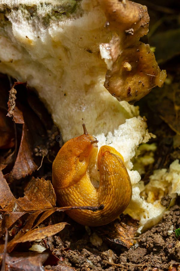 Slug, Dusky Arion, Arion Subfuscus, Terrestrial Snail Eating a Mushroom
