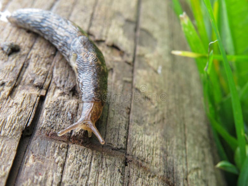 A Slug in the Garden Eating a Lettuce Leaf. Schneckenplage in the