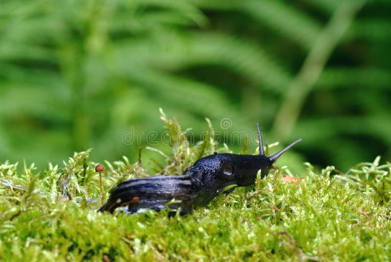 1,344 Brown Slug Moss Stock Photos Free & RoyaltyFree Stock Photos
