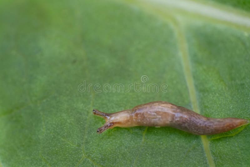 Slug on lettuce leaf stock images
