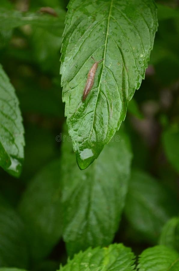 Slug on long green leaf stock photography